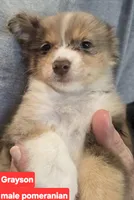 Grayson , a male Pomeranian for sale in Springfield, OH – Photo 1 of 5