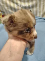 Grayson , a male Pomeranian for sale in Springfield, OH – Photo 3 of 4