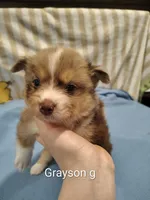 Grayson , a male Pomeranian for sale in Springfield, OH – Photo 2 of 4