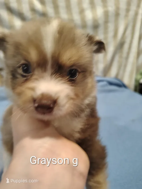 Grayson  – Pomeranian puppy for sale in Springfield, OH