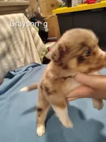 Grayson , a male Pomeranian for sale in Springfield, OH – Photo 4 of 4