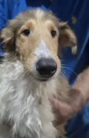 Heidi Collie, a female Collie for sale in Plain City, OH – 1 of 3