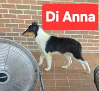 Di Anna, a female Collie for sale in Plain City, OH – 2 of 4