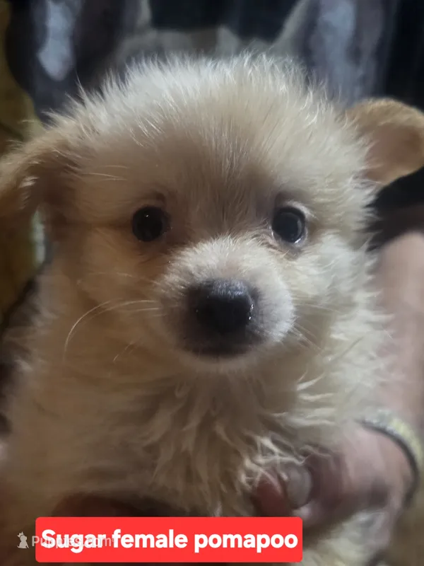 Sugar – Pomapoo puppy for sale in Plain City, OH
