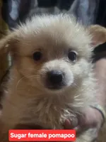Sugar, a female Pomapoo for sale in Plain City, OH – 1 of 2