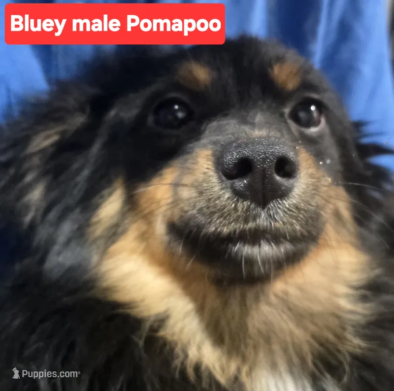 Bluey – Pomapoo puppy for sale in Plain City, OH
