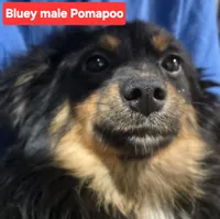 Bluey, a male Pomapoo for sale in Plain City, OH – 1 of 1