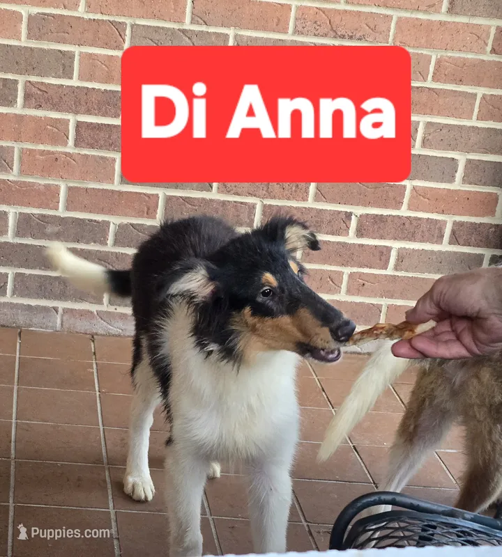 Di Anna – Collie puppy for sale in Plain City, OH
