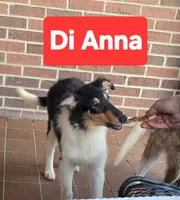Di Anna, a female Collie for sale in Plain City, OH – 1 of 4