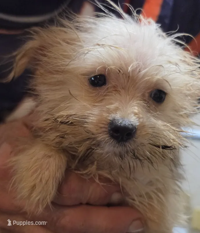Annie – Pomapoo puppy for sale in Plain City, OH