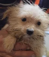 Annie, a female Pomapoo for sale in Plain City, OH – 1 of 2