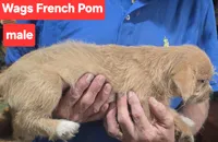 WAGS , a male French Bulldog and Pomeranian for sale in Plain City, OH – 2 of 2