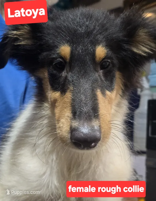 Luna collie – Collie puppy for sale in Plain City, OH