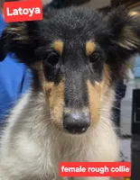 Luna collie, a female Collie for sale in Plain City, OH – 1 of 3