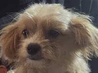 Peaches , a female Pomapoo for sale in Plain City, OH – 1 of 2
