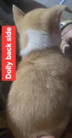 Dolly, a female Chihuahua for sale in Plain City, OH – 2 of 2