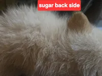 Sugar, a female Pomapoo for sale in Plain City, OH – 2 of 2