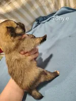 Tony, a male Pomeranian for sale in Springfield, OH – Photo 2 of 2