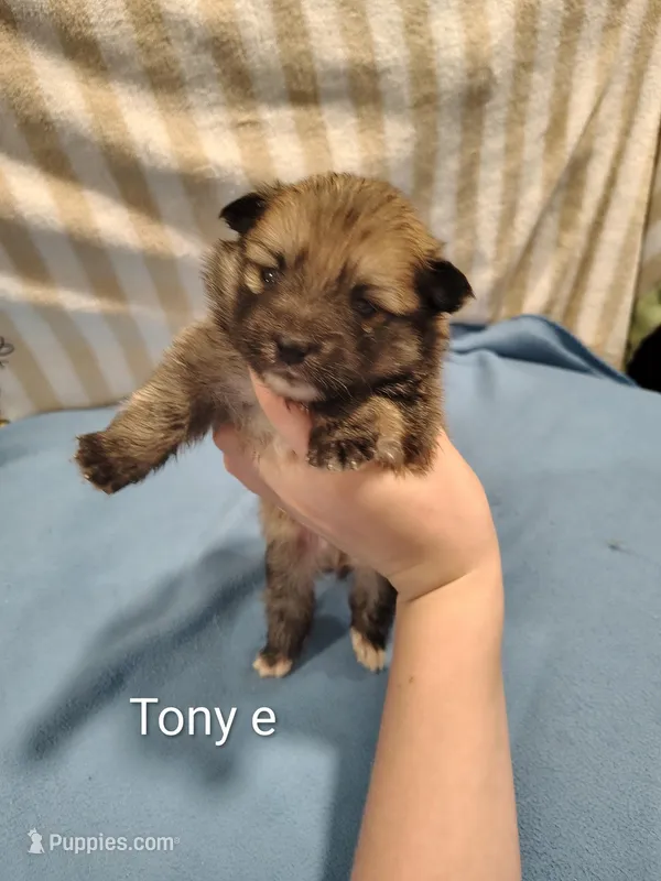 Tony – Pomeranian puppy for sale in Springfield, OH