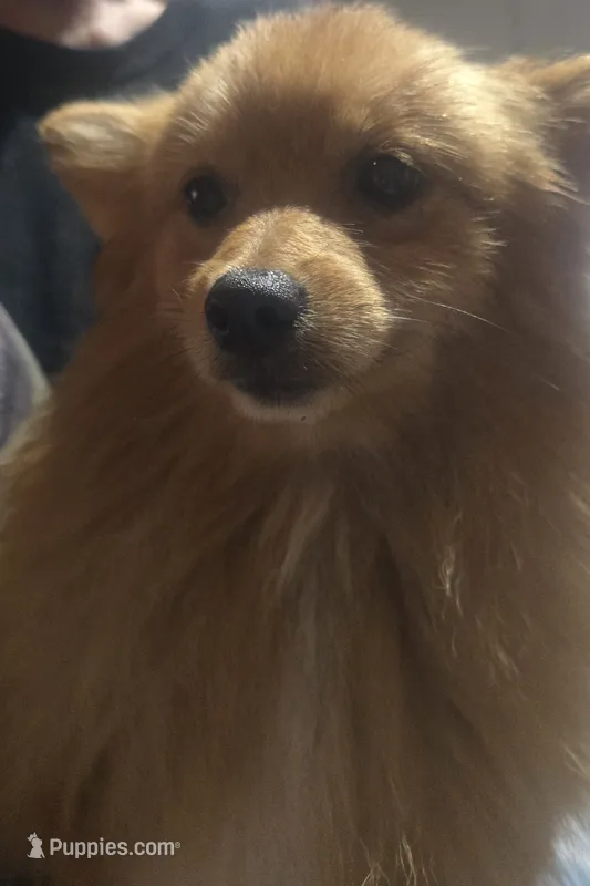 Ollie – Pomeranian puppy for sale in Plain City, OH
