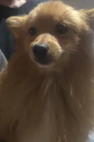Ollie, a male Pomeranian for sale in Plain City, OH – 1 of 1