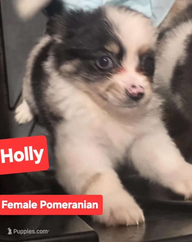 Holly – Pomeranian puppy for sale in Springfield, OH