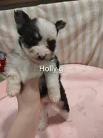 Holly, a female Pomeranian for sale in Springfield, OH – Photo 1 of 2