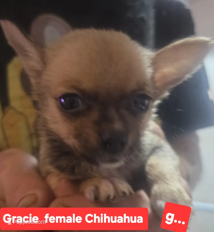 GRACIE – Chihuahua puppy for sale in Plain City, OH