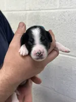 Monty, a male Aussiedoodle for sale in Eighty Four, PA – Photo 4 of 10