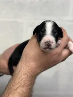 Monty, a male Aussiedoodle for sale in Eighty Four, PA – Photo 3 of 10