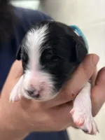 Monty, a male Aussiedoodle for sale in Eighty Four, PA – Photo 6 of 10