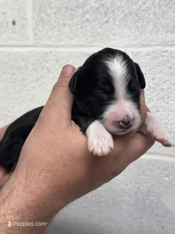Monty – Aussiedoodle puppy for sale in Eighty Four, PA
