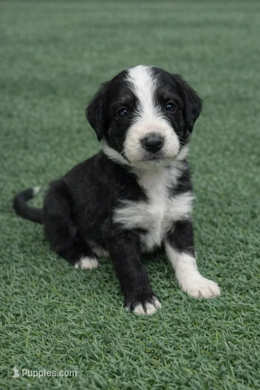 Monty – Aussiedoodle puppy for sale in Eighty Four, PA