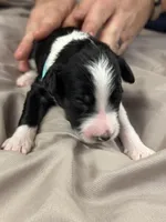 Monty, a male Aussiedoodle for sale in Eighty Four, PA – Photo 8 of 10