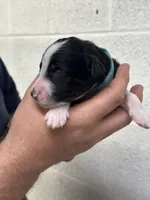 Monty, a male Aussiedoodle for sale in Eighty Four, PA – Photo 7 of 10