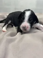Monty, a male Aussiedoodle for sale in Eighty Four, PA – Photo 10 of 10