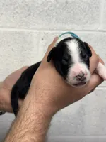 Monty, a male Aussiedoodle for sale in Eighty Four, PA – Photo 2 of 10
