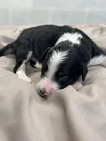 Monty, a male Aussiedoodle for sale in Eighty Four, PA – Photo 9 of 10