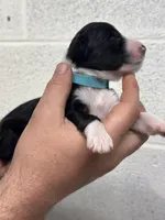 Monty, a male Aussiedoodle for sale in Eighty Four, PA – Photo 5 of 10