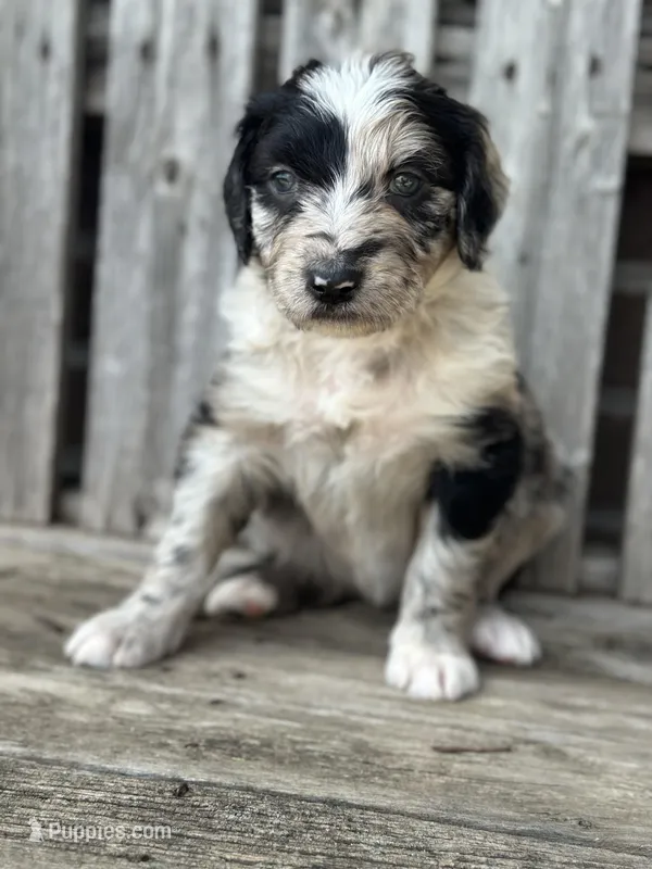 Daphne  – Aussiedoodle puppy for sale in Eighty Four, PA