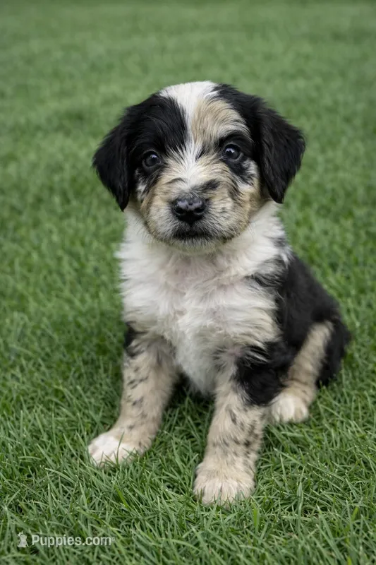 Daphne  – Aussiedoodle puppy for sale in Eighty Four, PA