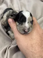 Daphne , a female Aussiedoodle for sale in Eighty Four, PA – Photo 8 of 9