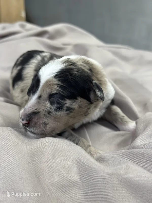 Daphne  – Aussiedoodle puppy for sale in Eighty Four, PA