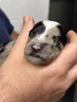 Daphne , a female Aussiedoodle for sale in Eighty Four, PA – Photo 4 of 9
