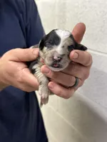 Daphne , a female Aussiedoodle for sale in Eighty Four, PA – Photo 9 of 9