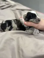 Daphne , a female Aussiedoodle for sale in Eighty Four, PA – Photo 3 of 9