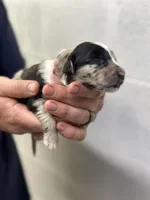 Daphne , a female Aussiedoodle for sale in Eighty Four, PA – Photo 5 of 9