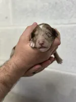 Darla, a female Aussiedoodle for sale in Eighty Four, PA – Photo 5 of 7