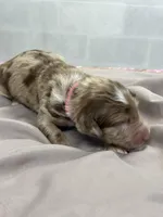 Darla, a female Aussiedoodle for sale in Eighty Four, PA – Photo 7 of 7