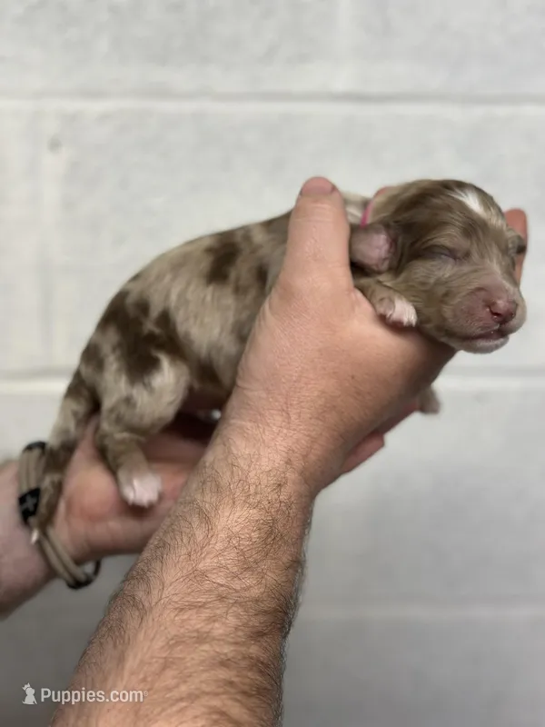 Darla – Aussiedoodle puppy for sale in Eighty Four, PA